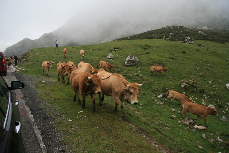 Viehabtrieb in den Picos 