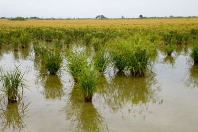 Reisfeld im Ebrodelta